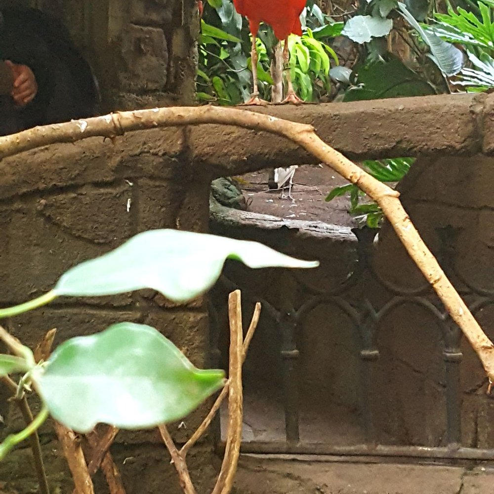 Bird Kingdom - Zoos Near Me - Niagara Falls, Ontario