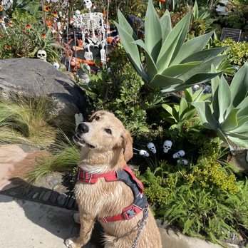 Del Mar Dog Beach - Dog Parks Near Me - Del Mar, California Del Mar Dog Beach - Dog Parks Near Me - Del Mar, California