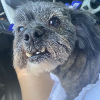 Groomingdales - Maddie Lynn looking great - Pet Groomers Near Me - Visalia, California
