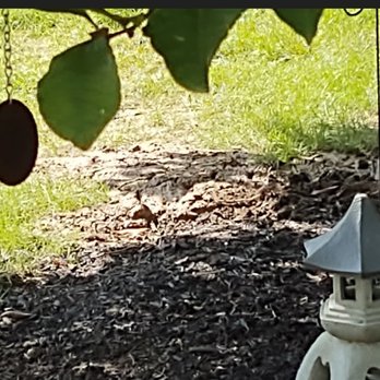 Frontier Internet - Mud pile that encroaches into my mulch bed they left! - Telecommunications Near Me