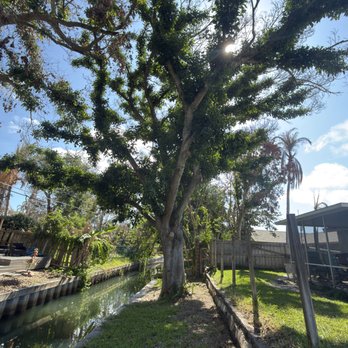 Icon Tree Service - Tree Services Near Me - Titusville, Florida Icon Tree Service - Tree Services Near Me - Titusville, Florida