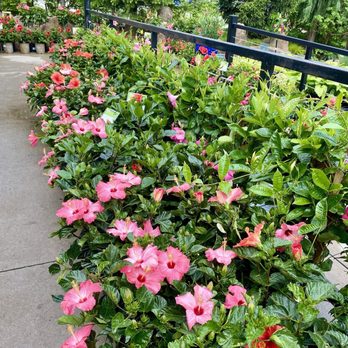 Colonial Gardens - Flowers - Nurseries & Gardening Near Me - Blue Springs, Missouri Colonial Gardens - Flowers - Nurseries & Gardening Near Me - Blue Springs, Missouri