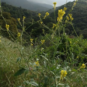 Marshall Canyon Regional Park - Beautiful wildflowers - Hiking Near Me - La Verne, California Marshall Canyon Regional Park - Beautiful wildflowers - Hiking Near Me - La Verne, California
