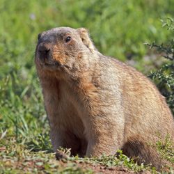Budget Animal Removal - Groundhog/Woodchuck Removal and Control in Nashville Tennessee