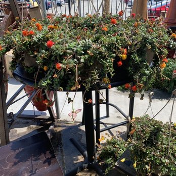 Plant Safari - Nurseries & Gardening Near Me - Upland, California Plant Safari - Nurseries & Gardening Near Me - Upland, California