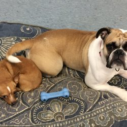 Paws 'n Pads Pet Care