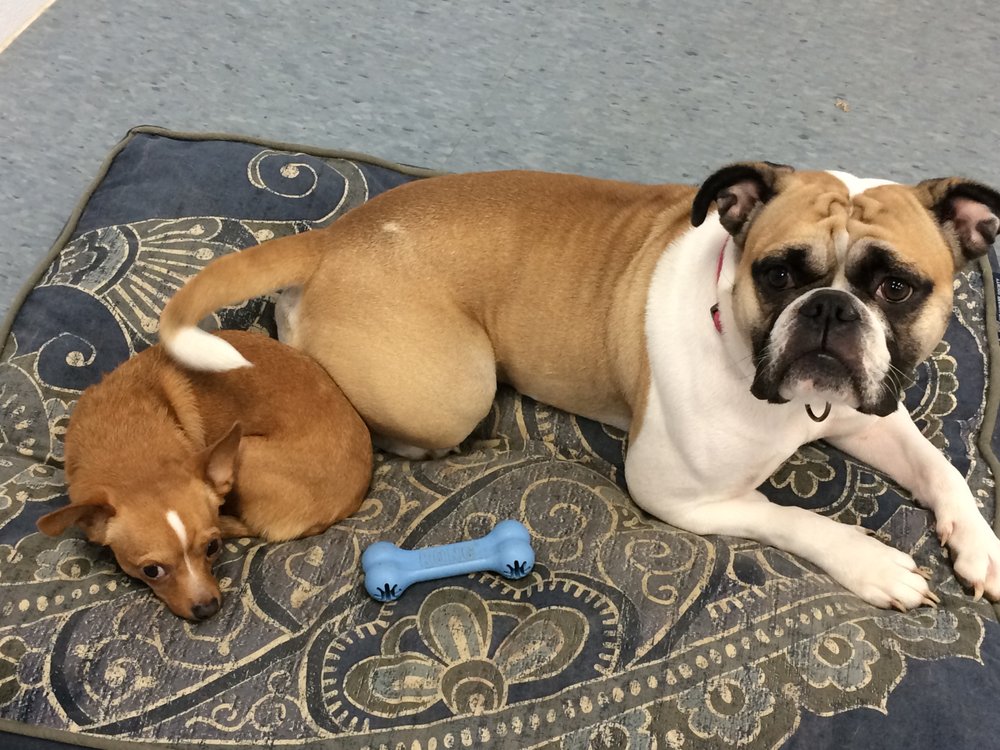 Paws 'n Pads Pet Care - pet boarding facility in Ypsilanti, MI