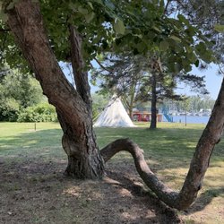 Centre Island - A parasitic tree (?)