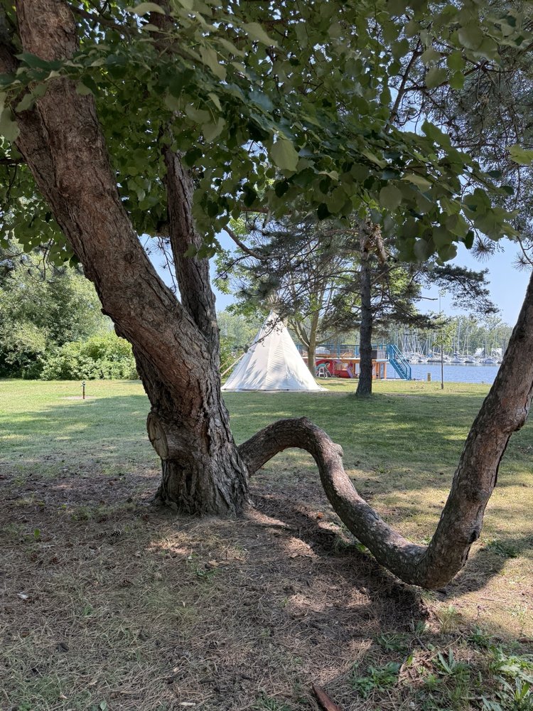 A parasitic tree (?)