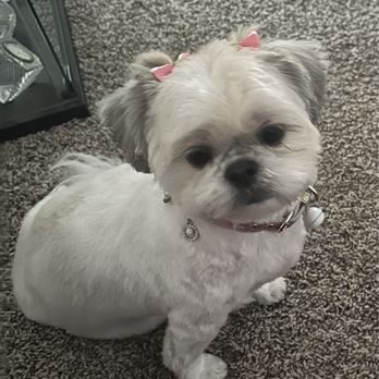 Grooming by Darcy - Summer grooming by Darcey this week. - Pet Groomers Near Me - Las Vegas, Nevada
