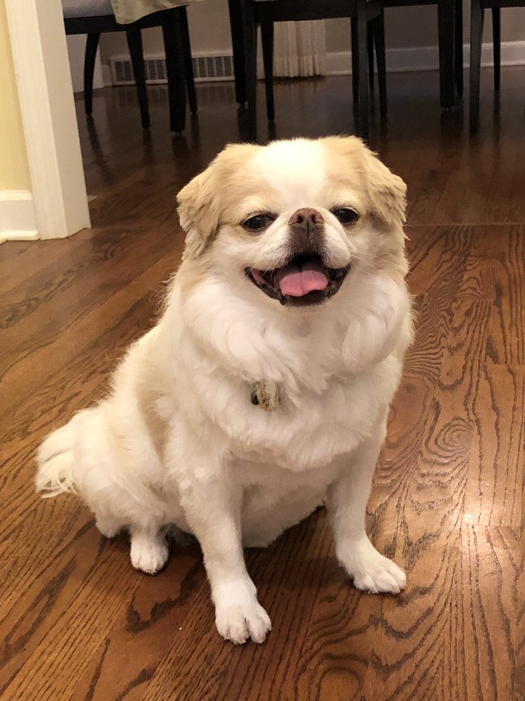 ANIMAL ARTISTRY 25 Photos & 29 Reviews 1867 Waukegan Rd, Glenview