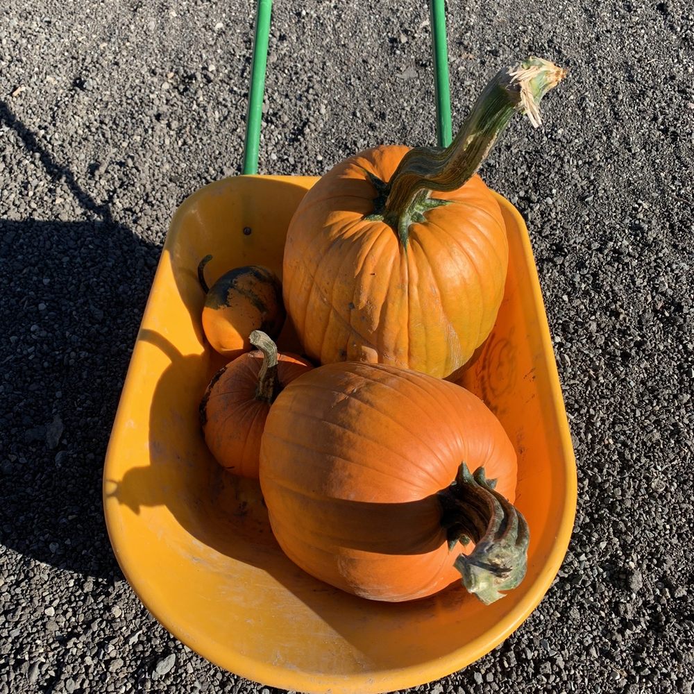 Muddy Boots Pumpkin Patch & Corn Maze - Wheelbarrow for pumpkins - Pumpkin Patches Near Me - Duvall, Washington Muddy Boots Pumpkin Patch & Corn Maze - Wheelbarrow for pumpkins - Pumpkin Patches Near Me - Duvall, Washington