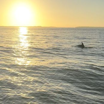Captain Derek's Dolphin Adventure - Tours Near Me - Tybee Island, Georgia