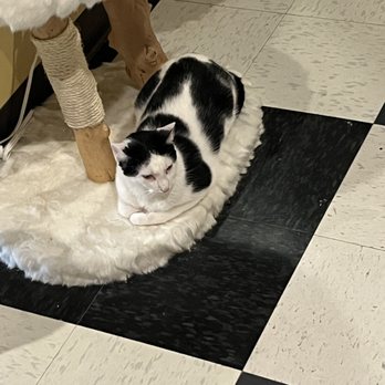 kitty korner cafe - One of my favorite cats there, beautiful colors on this playful furry friend. - Pet Adoption Near Me - Barre, Vermont