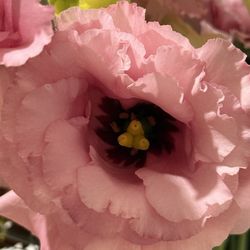 Beautiful Lisianthus