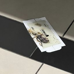 This was a picture from today of a rat on the hallway floor by the elevators. This is nasty!!! This was a picture from today of a rat on the hallway floor by the elevators. This is nasty!!!