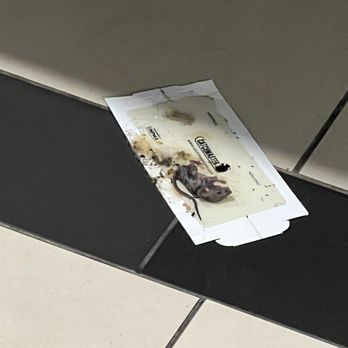 The Social North Charles - This was a picture from today of a rat on the hallway floor by the elevators. This is nasty!!! - Apartments Near Me - Baltimore, Maryland The Social North Charles - This was a picture from today of a rat on the hallway floor by the elevators. This is nasty!!! - Apartments Near Me - Baltimore, Maryland