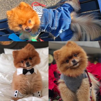 Modern Animal Walnut Creek - Mr Peach - Veterinarians Near Me - Walnut Creek, California