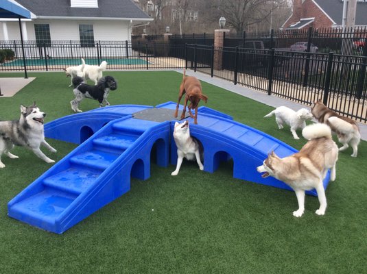 Premiere pet resort in St. Louis County - If you're searching for an excellent place for your animal companion to stay, look no further than Williamsburg Pet Hotel and Suites. Since our establishment in 1962, we've become a premier pet boarding facility in St. Louis, MO. We understand the importance of your pet's comfort and care, whether you're at work or on vacation. Our boarding and daycamp services ensure that both you and your dog feel comfortable and satisfied throughout the entire stay. Premiere pet resort in St. Louis County - If you're searching for an excellent place for your animal companion to stay, look no further than Williamsburg Pet Hotel and Suites. Since our establishment in 1962, we've become a premier pet boarding facility in St. Louis, MO. We understand the importance of your pet's comfort and care, whether you're at work or on vacation. Our boarding and daycamp services ensure that both you and your dog feel comfortable and satisfied throughout the entire stay.