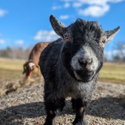 Hooves Paws Animal Rescue Giftly Email, Text or Print, Louisa, VA