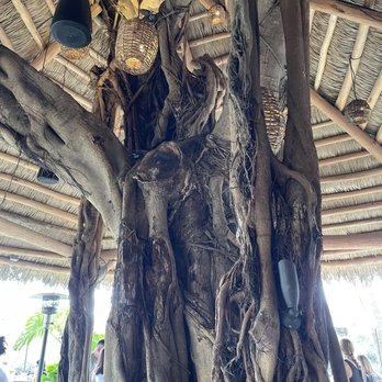 Guanabanas - Eating area - Seafood Near Me - Jupiter, Florida Guanabanas - Eating area - Seafood Near Me - Jupiter, Florida