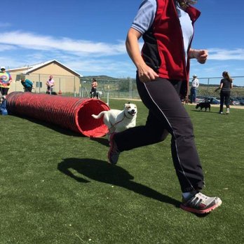 Fast Action Dogs - Agility at Fast Action Dogs - Pet Training Near Me - Edgewood, New Mexico