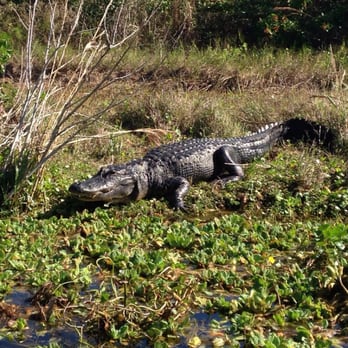 Eagle Bay Airboat Rides - Boating Near Me - Okeechobee, Florida Eagle Bay Airboat Rides - Boating Near Me - Okeechobee, Florida