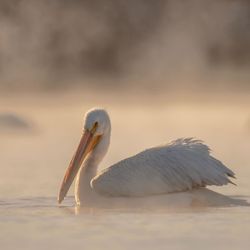 Lake Hodges Photo Tours