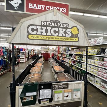 Rural King - Chicks and Turkey chicks - Home & Garden Near Me - Plano, Illinois Rural King - Chicks and Turkey chicks - Home & Garden Near Me - Plano, Illinois