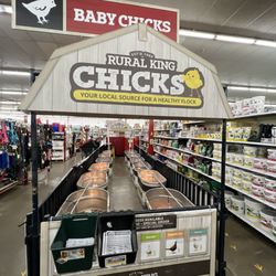 Rural King - Chicks and Turkey chicks