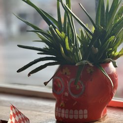 El Gallo Giro - Aloe plant detail