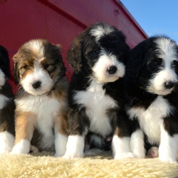 Fife & Wife Ranch LLC - F1 Standard Bernedoodles - Pet Training Near Me - Troy, Idaho Fife & Wife Ranch LLC - F1 Standard Bernedoodles - Pet Training Near Me - Troy, Idaho