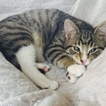 Dynamite Pets - Kitty I adopted over the weekend - Pet Stores Near Me - Hercules, California