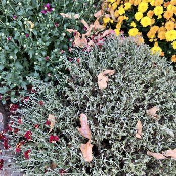 Sharum's Garden Center - Fall mums. - Nurseries & Gardening Near Me - Fort Smith, Arkansas Sharum's Garden Center - Fall mums. - Nurseries & Gardening Near Me - Fort Smith, Arkansas