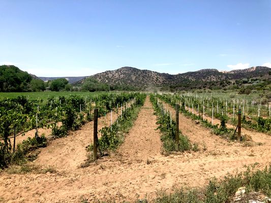 Embudo Valley Vineyards by null