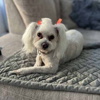 One Love Pet Salon - Pet Groomers Near Me - Las Vegas, Nevada One Love Pet Salon - Pet Groomers Near Me - Las Vegas, Nevada