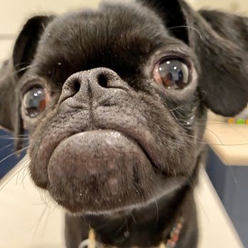 Bond Vet - Cobble Hill - Veterinarians Near Me - Brooklyn, New York