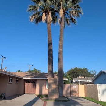 Paez Tree Service - Tree Services Near Me - Anaheim, California Paez Tree Service - Tree Services Near Me - Anaheim, California