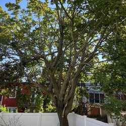 CountryMan Tree Service - Before