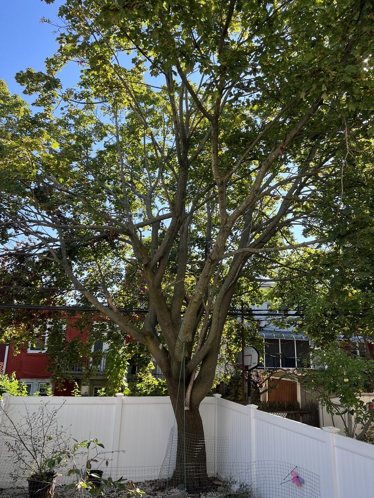 CountryMan Tree Service - tree service in Brooklyn, NY