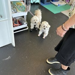 Groom House - Soda and Nono looking great and ready for more exploring!