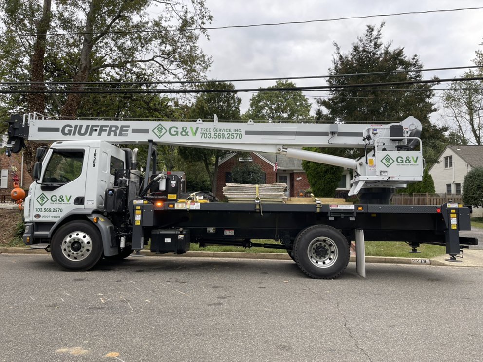 G & V TREE SERVICE Updated July 2024 98 Photos & 74 Reviews 6434 Brandon Ave, Springfield