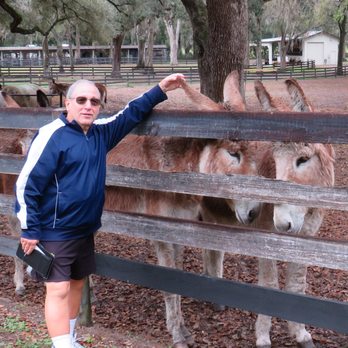 Gypsy Gold Horse Farm - Mike G. with some of the 9 donkeys. - Walking Tours Near Me - Ocala, Florida Gypsy Gold Horse Farm - Mike G. with some of the 9 donkeys. - Walking Tours Near Me - Ocala, Florida