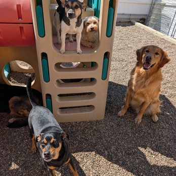 Augusta Dog Training - Pet Training Near Me - Edina, Minnesota Augusta Dog Training - Pet Training Near Me - Edina, Minnesota