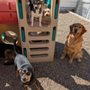 Photo of Augusta Dog Training
