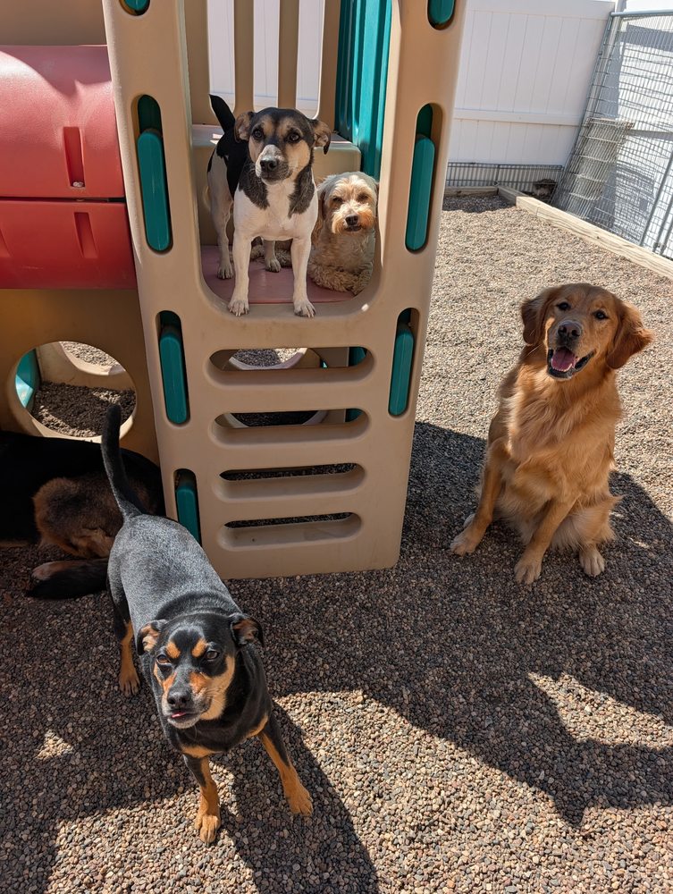 Augusta Dog Training - pet boarding facility in Edina, MN