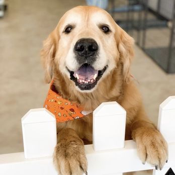 Cosmopawlitan - Parker after his Spa day with Sydni ! - Pet Groomers Near Me - Simi Valley, California