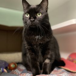 Feline Rescue - Cat