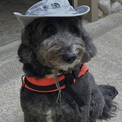 Kalkaska Animal Hospital - Bruno