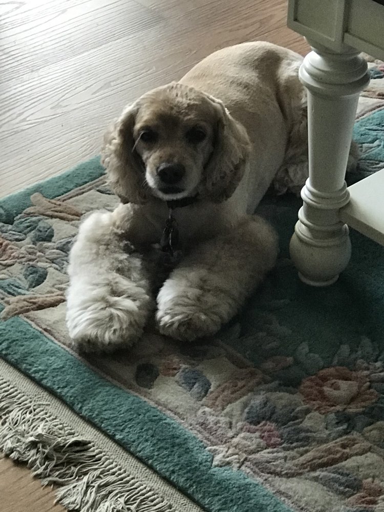 OC PET SPA Updated April 2024 11 Reviews 9935 Stephen Decatur Hwy